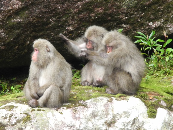 http://greenmessenger-yakushima.com/blog/DSCN4199.JPG