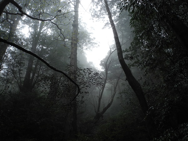 http://greenmessenger-yakushima.com/blog/DSCN4205.JPG