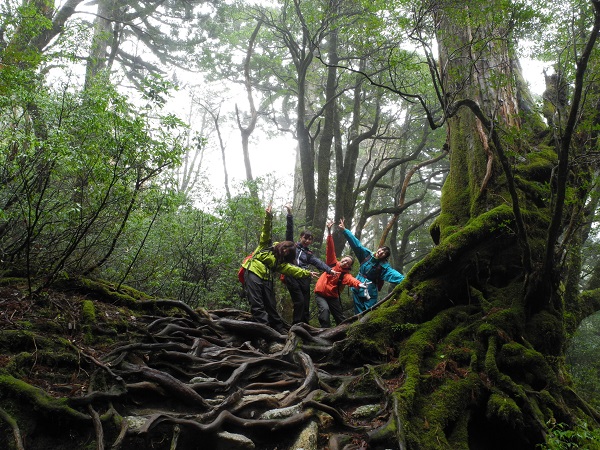 http://greenmessenger-yakushima.com/blog/DSCN4207.JPG