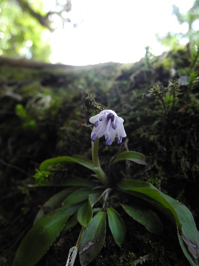 http://greenmessenger-yakushima.com/blog/DSCN4244.JPG