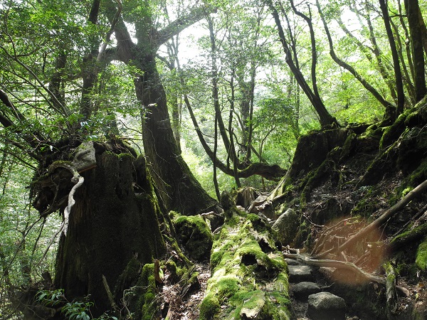 http://greenmessenger-yakushima.com/blog/DSCN4263.JPG