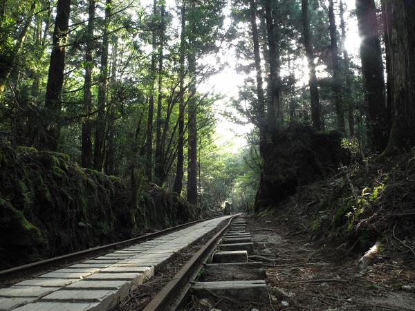 http://greenmessenger-yakushima.com/blog/DSCN4271.JPG