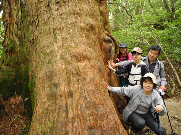 http://greenmessenger-yakushima.com/blog/DSCN4300.JPG