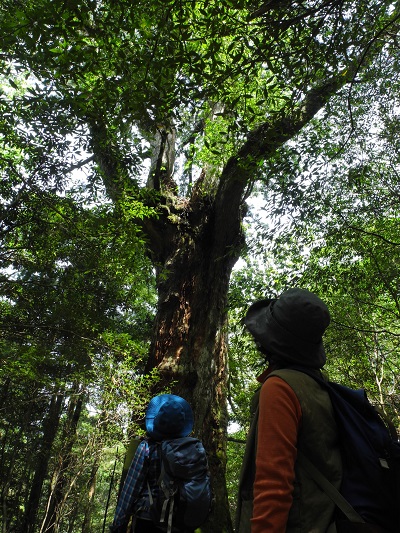 http://greenmessenger-yakushima.com/blog/DSCN4384.JPG