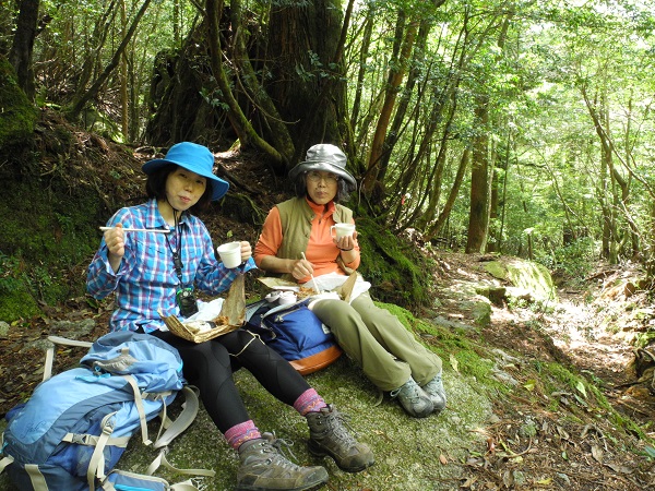 http://greenmessenger-yakushima.com/blog/DSCN4389.JPG