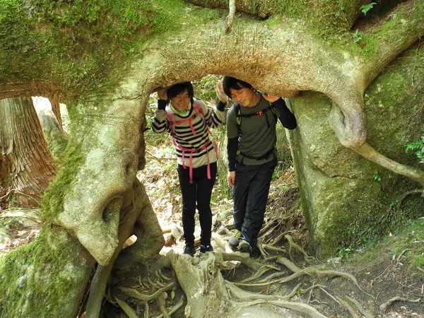 http://greenmessenger-yakushima.com/blog/DSCN4457.JPG