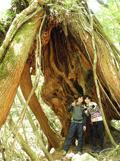 http://greenmessenger-yakushima.com/blog/DSCN4459.JPG