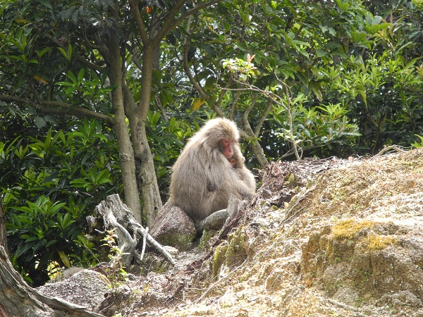 http://greenmessenger-yakushima.com/blog/DSCN4474.JPG