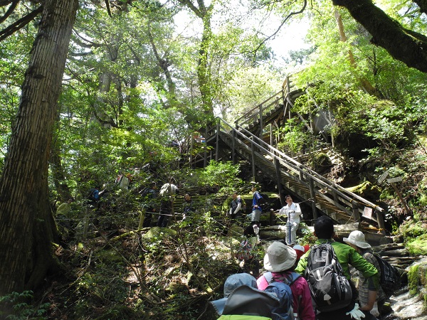 http://greenmessenger-yakushima.com/blog/DSCN4511.JPG