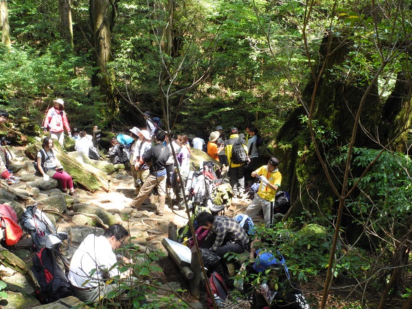 http://greenmessenger-yakushima.com/blog/DSCN4513.JPG