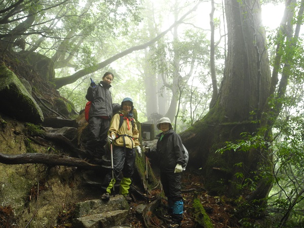 http://greenmessenger-yakushima.com/blog/DSCN4531.JPG