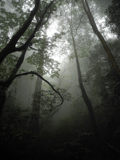 http://greenmessenger-yakushima.com/blog/DSCN4537.JPG