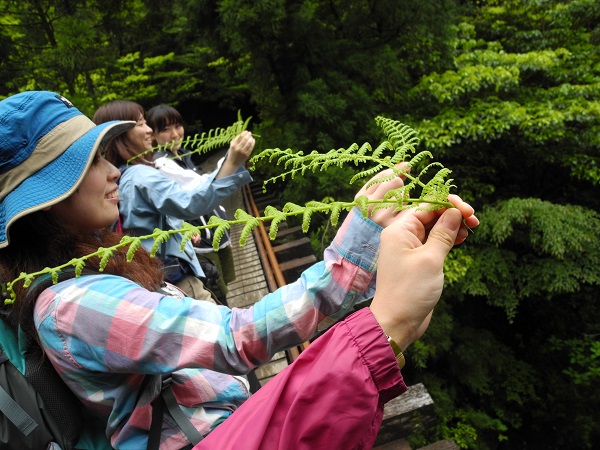 http://greenmessenger-yakushima.com/blog/DSCN4565.JPG