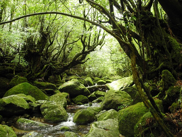 http://greenmessenger-yakushima.com/blog/DSCN4583.JPG