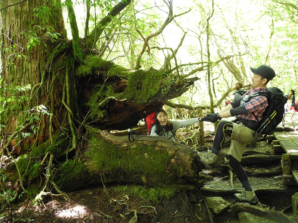 http://greenmessenger-yakushima.com/blog/DSCN4597.JPG