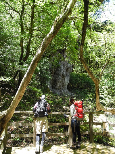 http://greenmessenger-yakushima.com/blog/DSCN4600.JPG