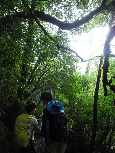 http://greenmessenger-yakushima.com/blog/DSCN4645.JPG