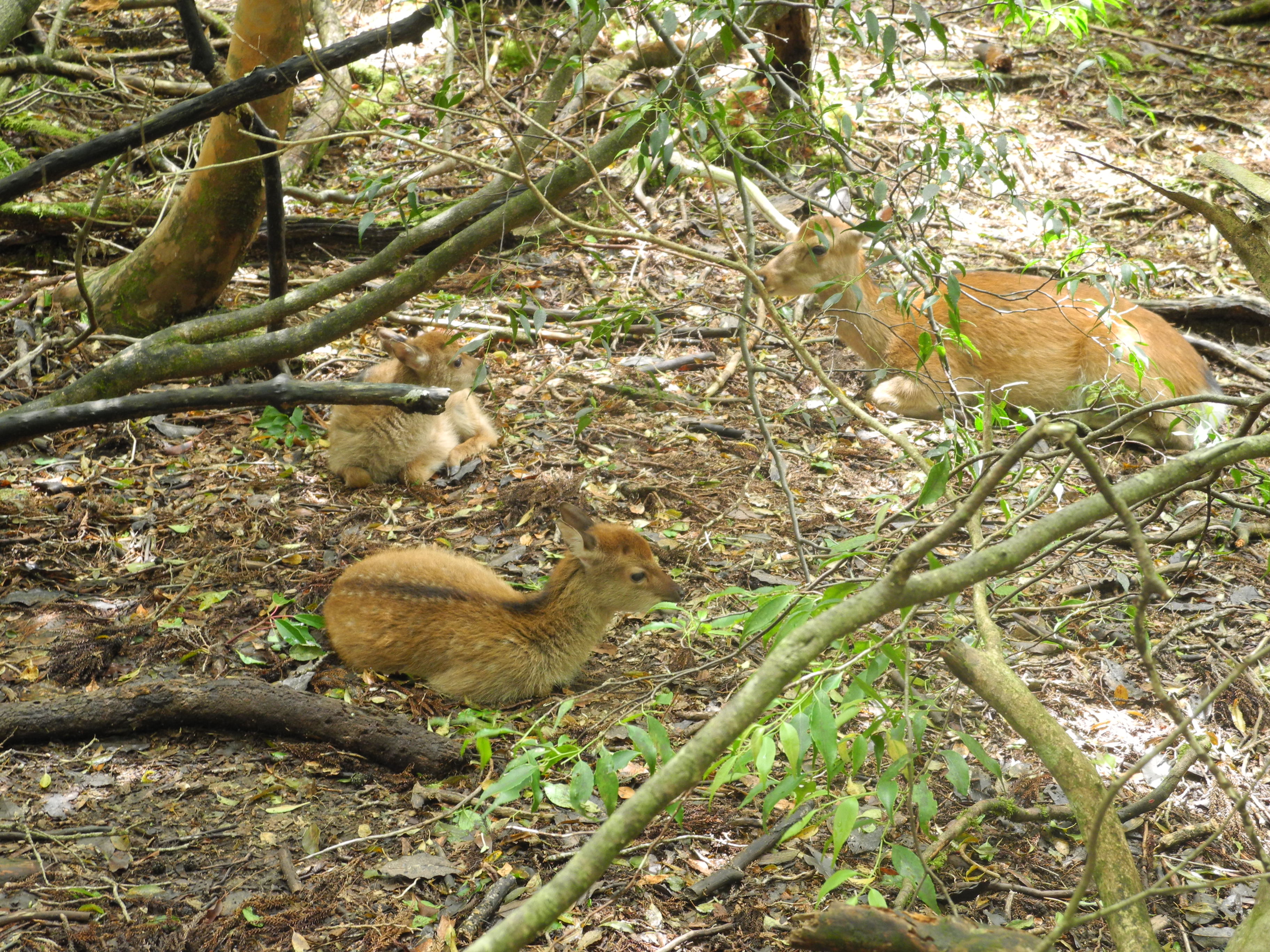 http://greenmessenger-yakushima.com/blog/DSCN4730.JPG