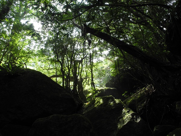 http://greenmessenger-yakushima.com/blog/DSCN4810.JPG