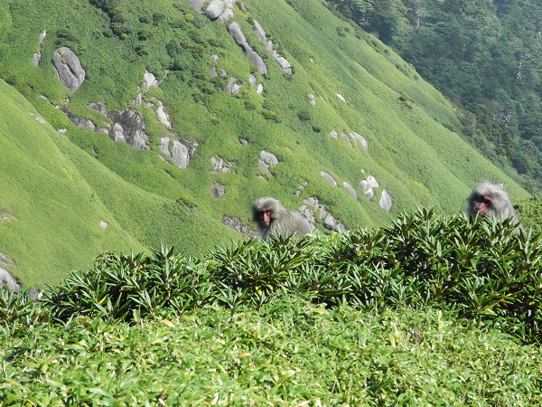 http://greenmessenger-yakushima.com/blog/DSCN4854.JPG