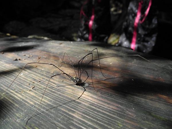 http://greenmessenger-yakushima.com/blog/DSCN4893.JPG