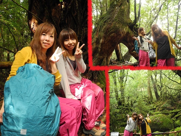 http://greenmessenger-yakushima.com/blog/DSCN4990.JPG