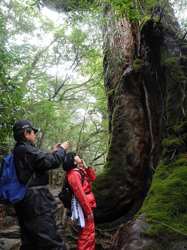 http://greenmessenger-yakushima.com/blog/DSCN5481.JPG