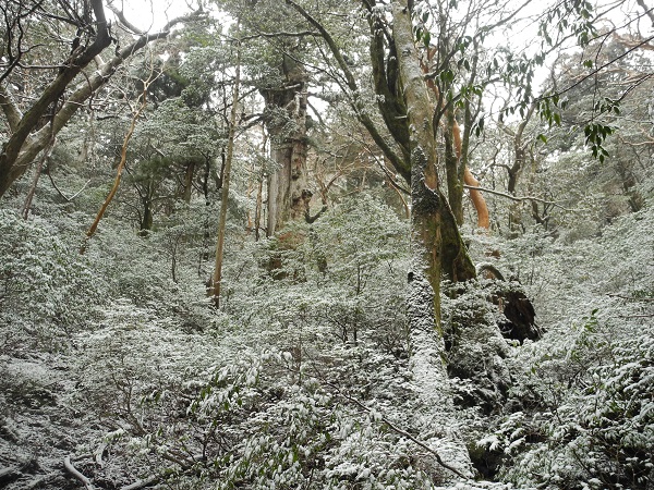 http://greenmessenger-yakushima.com/blog/DSCN5488.JPG