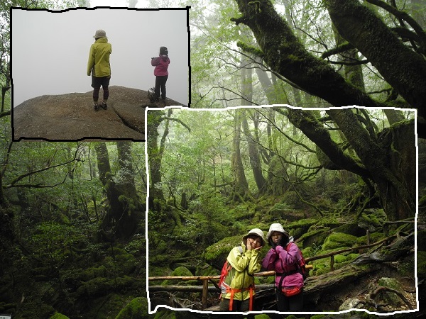 http://greenmessenger-yakushima.com/blog/DSCN5525.JPG