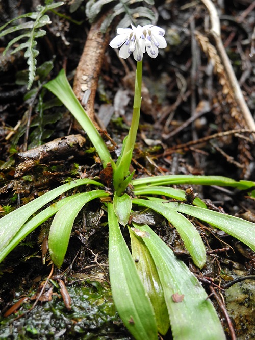 http://greenmessenger-yakushima.com/blog/DSCN5746.JPG