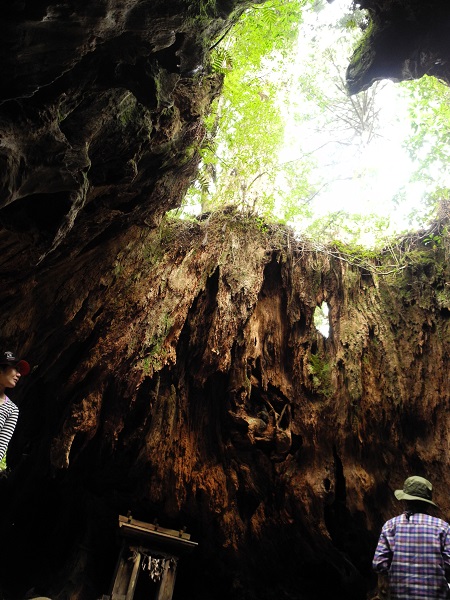 http://greenmessenger-yakushima.com/blog/DSCN5784.JPG