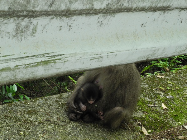 http://greenmessenger-yakushima.com/blog/DSCN5964.JPG