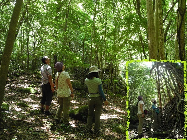 http://greenmessenger-yakushima.com/blog/DSCN6404.JPG