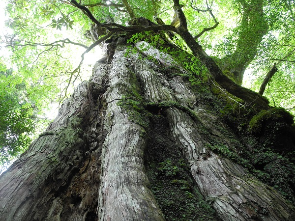 http://greenmessenger-yakushima.com/blog/DSCN6457.JPG