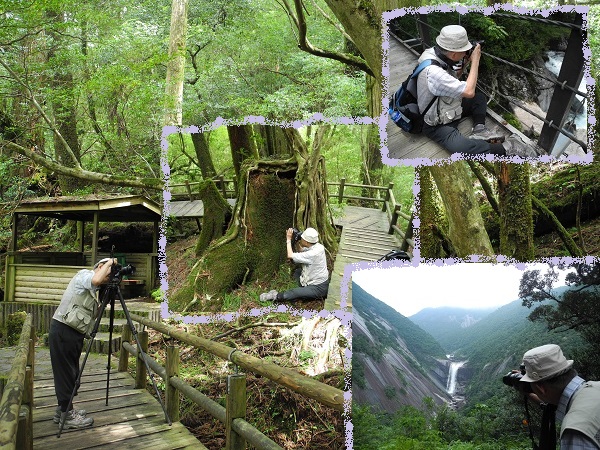 http://greenmessenger-yakushima.com/blog/DSCN6469.JPG