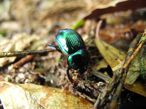 http://greenmessenger-yakushima.com/blog/DSCN6549.JPG