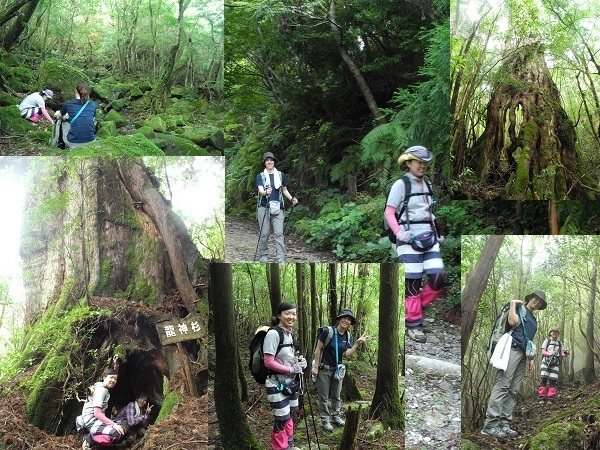 http://greenmessenger-yakushima.com/blog/DSCN6608.JPG