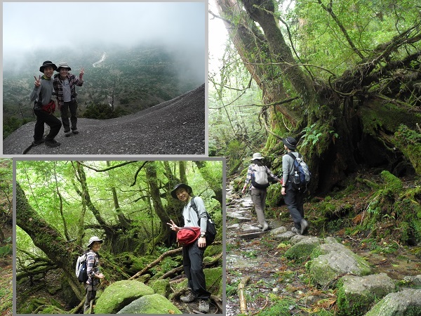 http://greenmessenger-yakushima.com/blog/DSCN6690.JPG