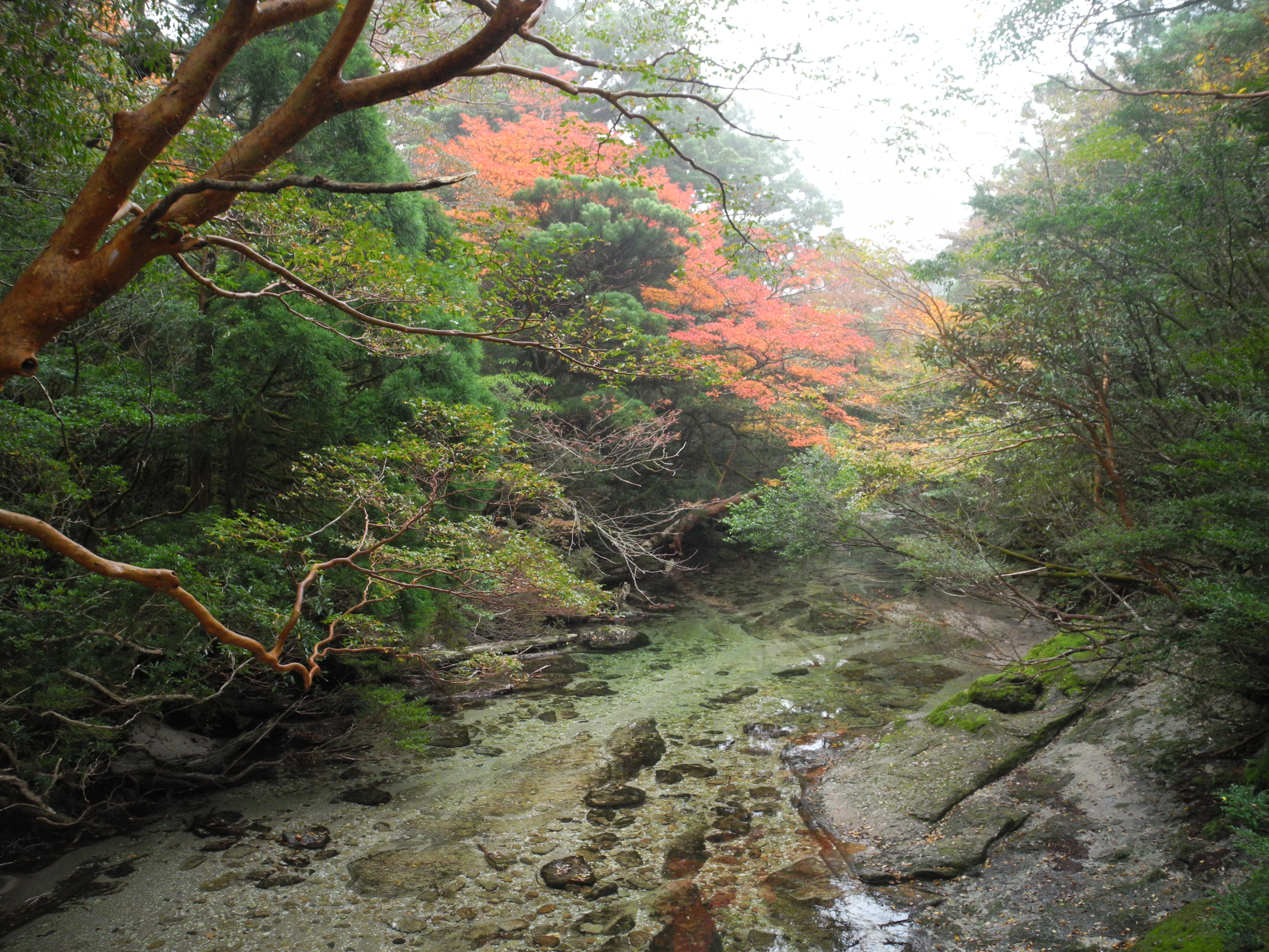 http://greenmessenger-yakushima.com/blog/DSCN6739.JPG