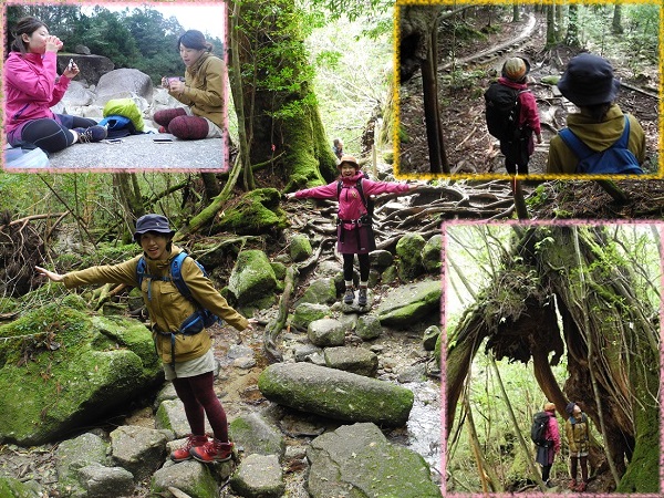 http://greenmessenger-yakushima.com/blog/DSCN6750.JPG