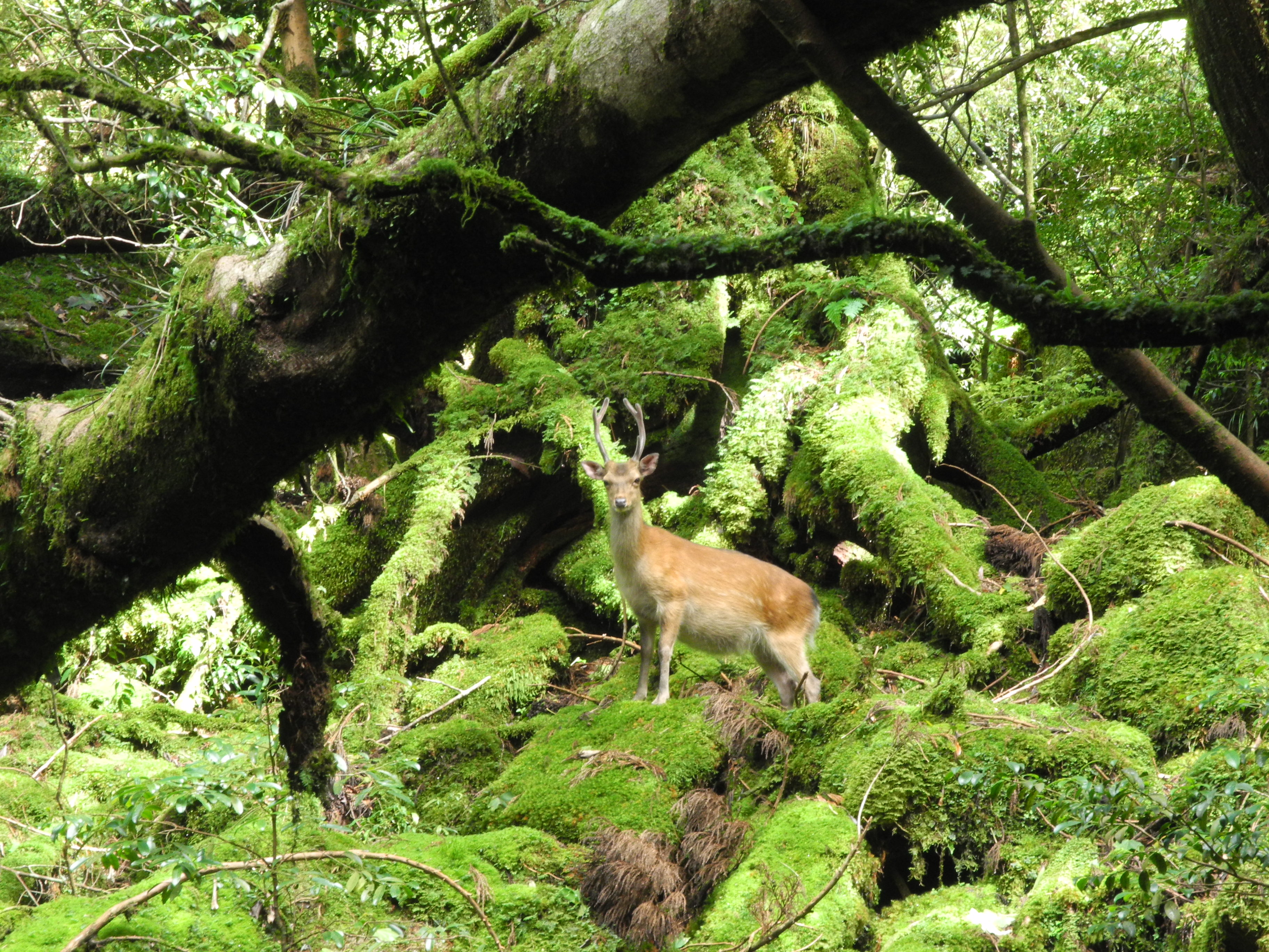 http://greenmessenger-yakushima.com/blog/DSCN7063.JPG