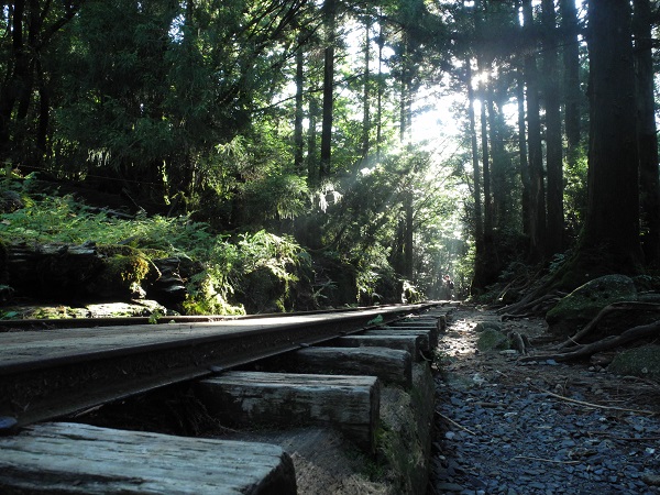 http://greenmessenger-yakushima.com/blog/DSCN7074.JPG