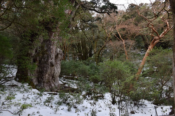 http://greenmessenger-yakushima.com/blog/DSC_0115.JPG