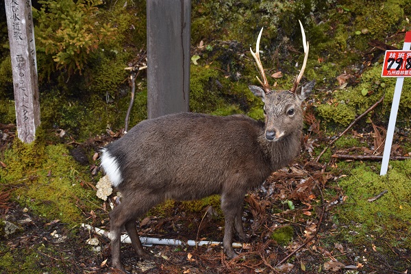 http://greenmessenger-yakushima.com/blog/DSC_01361.JPG