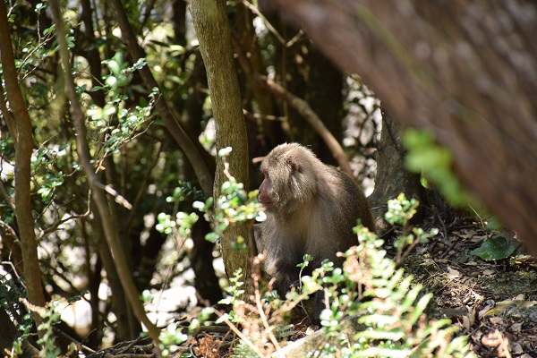 http://greenmessenger-yakushima.com/blog/DSC_0189.JPG