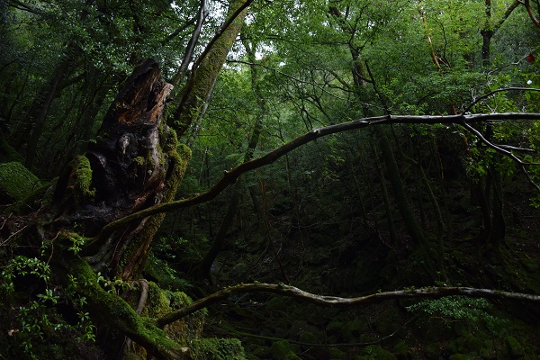 http://greenmessenger-yakushima.com/blog/DSC_0240.JPG