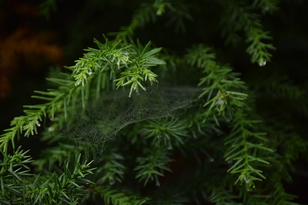 http://greenmessenger-yakushima.com/blog/DSC_0263.JPG