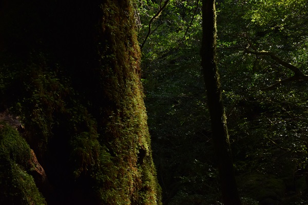 http://greenmessenger-yakushima.com/blog/DSC_0267.JPG