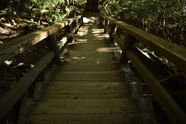 http://greenmessenger-yakushima.com/blog/DSC_0349.JPG