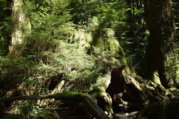 http://greenmessenger-yakushima.com/blog/DSC_0365.JPG